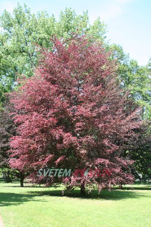 buk lesní Purpurea Tricolor - Fagus sylvatica Purpurea Tricolor