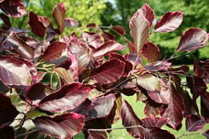 buk lesní Purpurea Tricolor - Fagus sylvatica Purpurea Tricolor