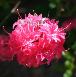Pěnišník azalka - Knap Hill Homebush - Rhododendron - Azalea - Knap Hill Homebush