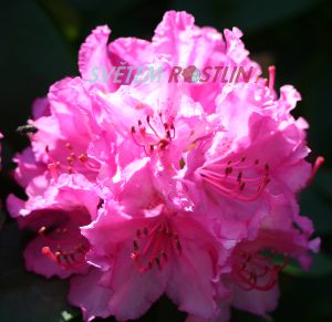 Pěnišník Dr. h. c. A. Stephen - Rhododendron Dr. h. c. A. Stephen