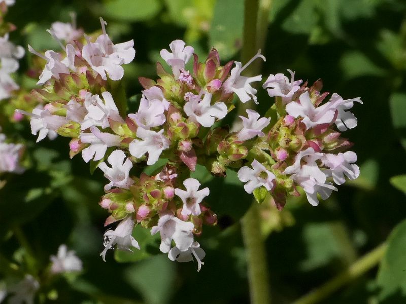 dobromysl obecn - Origanum vulgare