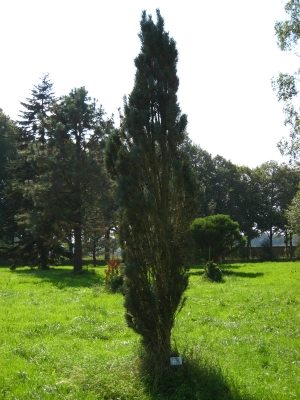borovice lesní Fastigiata - Pinus sylvestris Fastigiata