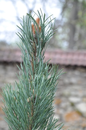 borovice lesní Fastigiata - Pinus sylvestris Fastigiata