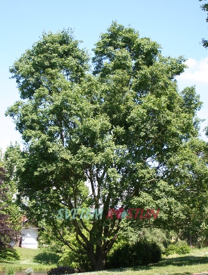 javor babyka - Acer campestre