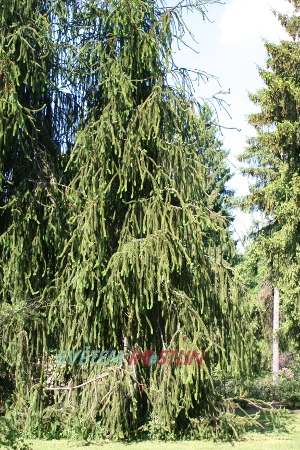 smrk ztepilý Cranstonii - Picea abies Cranstonii
