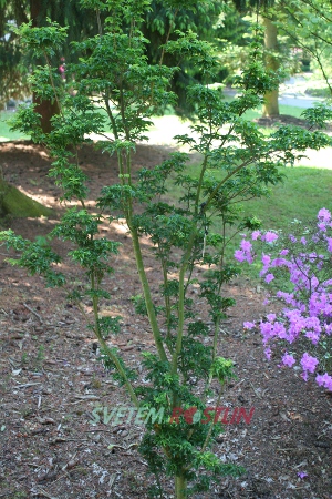 javor dlanitolistý Ribesifolium - Acer palmatum Ribesifolium