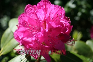 pěnišník americký Abraham Lincoln - Rhododendron catawbiense Abraham Lincoln