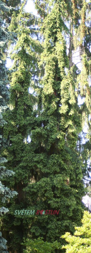 smrk ztepilý Rothenhaus - Picea abies Rothenhaus
