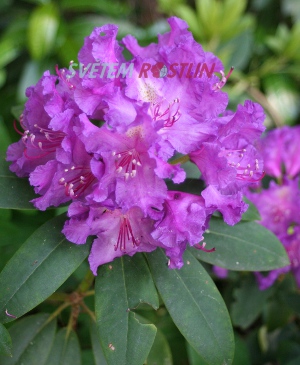 pěnišník americký Markgraf - Rhododendron catawbiense Markgraf