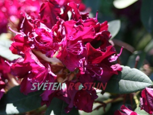 pěnišník Nigrescens - Rhododendron hybride Nigrescens