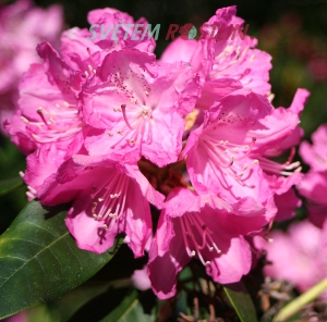 pěnišník americký Pelopidas - Rhododendron catawbiense Pelopidas