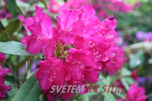 pěnišník Profesor Jelínek - Rhododendron x smirnowi Profesor Jelínek