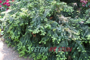 tis červený Repandens - Taxus baccata Repandens
