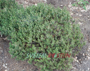 borovice pyrenejská Paradekissen - Pinus uncinata Paradekissen