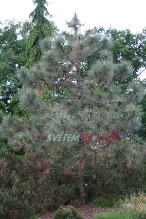 borovice Coulterova - Pinus coulteri