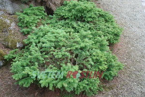 modřín japonský Wolterdingen - Larix kaempferi Wolterdingen
