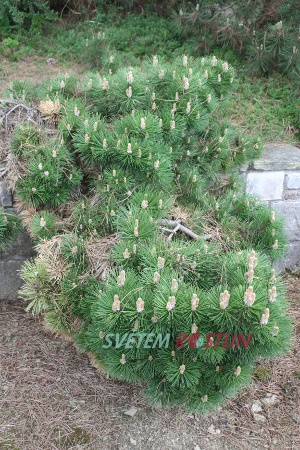 borovice černá Globosa - Pinus nigra Globosa