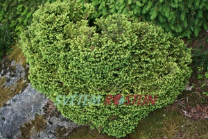 smrk ztepilý Mariae-Orffiae - Picea abies Mariae-Orffiae