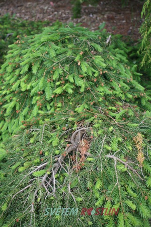 smrk ztepilý Formánek - Picea abies Formánek