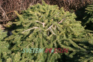 smrk ztepilý Formánek - Picea abies Formánek
