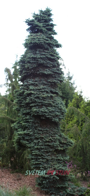 smrk pichlavý Glauca Nana - Picea pungens Glauca Nana