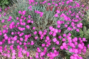 hvozdík sivý Babí lom - Dianthus gratianopolitanus Babí lom