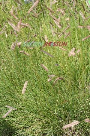 moskyta něžná - Bouteloua gracilis