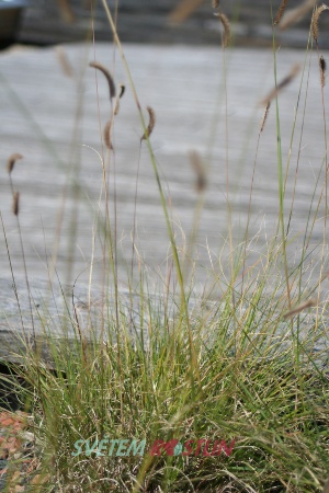 moskyta něžná - Bouteloua gracilis