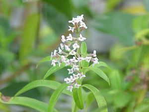 aloisie trojlistá - Aloysia triphylla