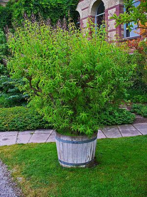 aloisie trojlistá - Aloysia triphylla