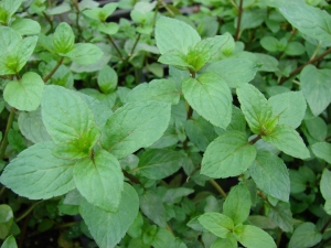 máta peprná - Mentha × piperita