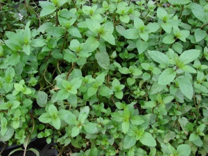 máta peprná - Mentha × piperita