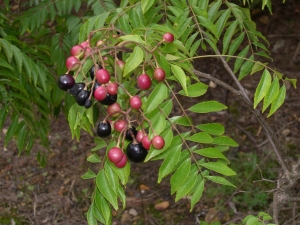 Murraya koenigii