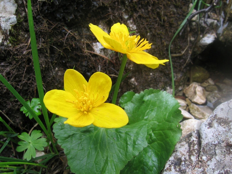 blatouch bahenn - Caltha palustris