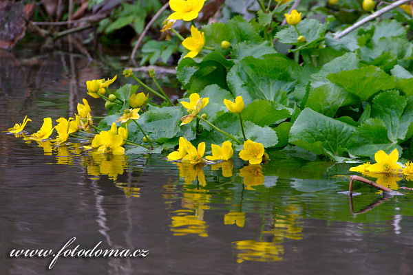blatouch bahenn - Caltha palustris
