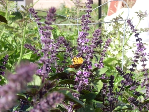 bazalka vytrvalá - Ocimum kilimandscharicum
