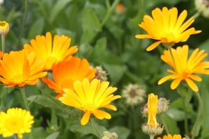 měsíček lékařský - Calendula officinalis