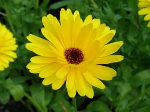 měsíček lékařský - Calendula officinalis