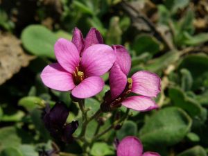 huseník kavkazský - Arabis caucasica