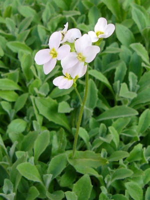 huseník kavkazský - Arabis caucasica