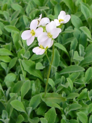 husenk kavkazsk - Arabis caucasica