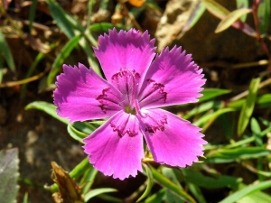 Hvozdík amurský - Dianthus chinensis var. amurensis
