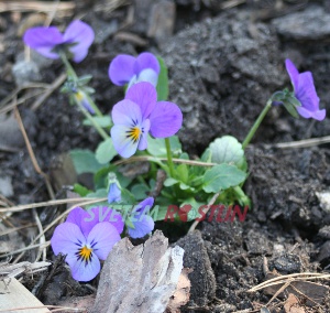 violka rohatá Lavender Shades - Viola cornuta Lavender Shades