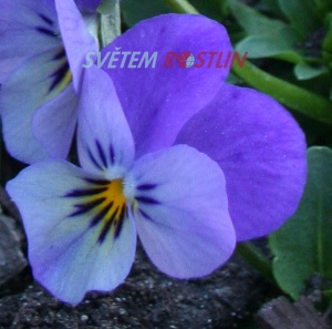 violka rohatá Lavender Shades - Viola cornuta Lavender Shades