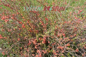 kdoulovec japonský - Chaenomeles japonica
