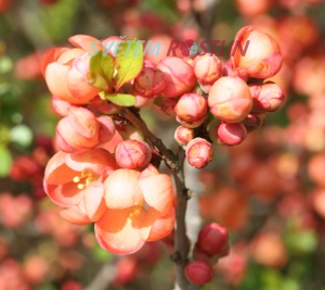 kdoulovec japonský - Chaenomeles japonica