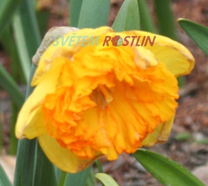 narcis Wild Carnival - Narcissus Wild Carnival