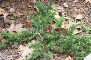 jalovec poben - Juniperus conferta