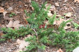 jalovec pobřežní - Juniperus conferta
