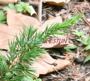 jalovec pobřežní - Juniperus conferta